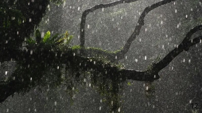 雨