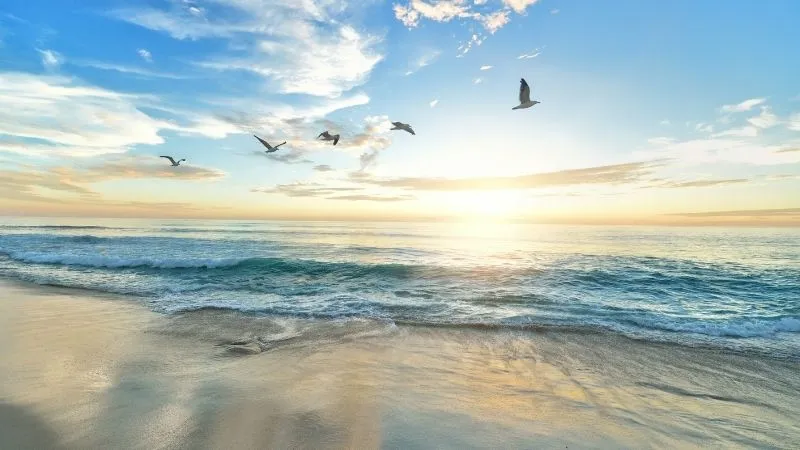 海