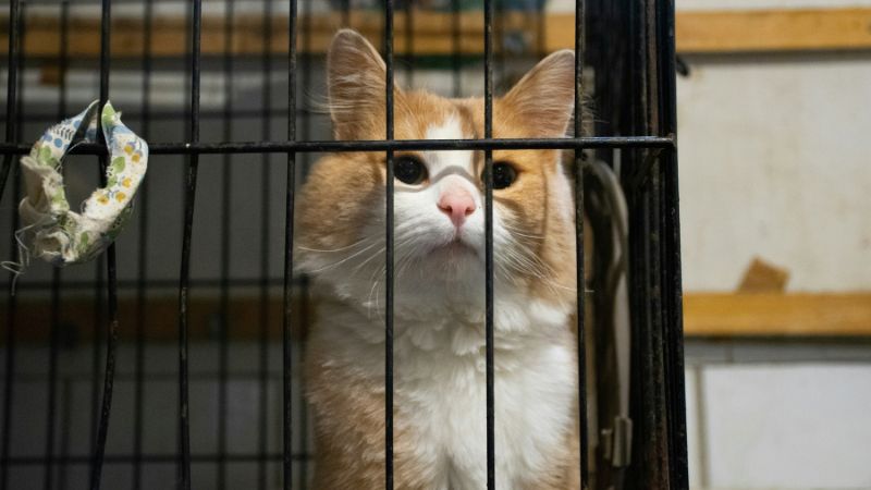 ケージの中の猫