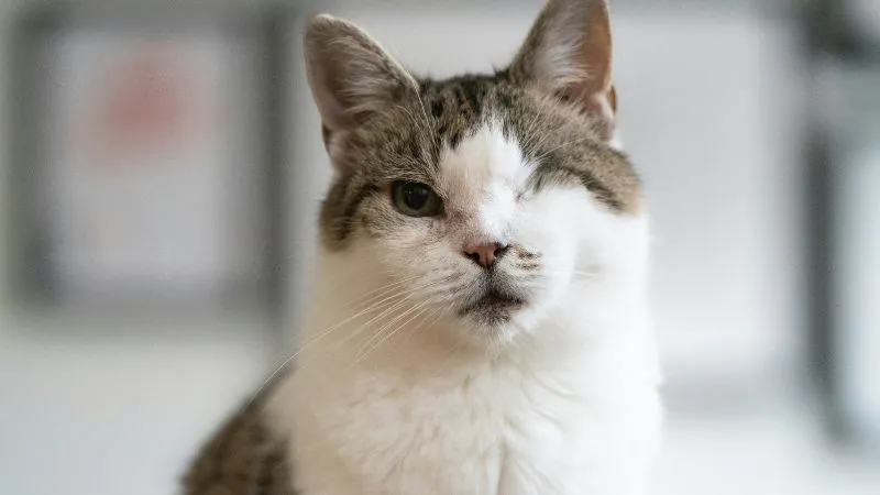 片目の猫