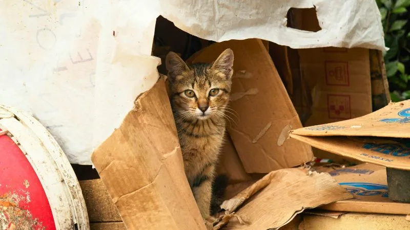猫