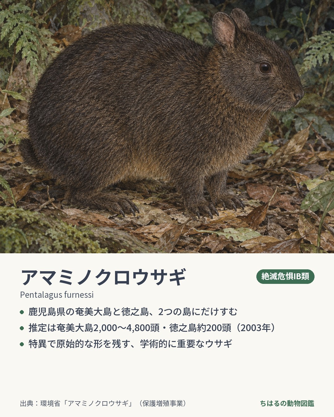 アマミノクロウサギの図鑑カード