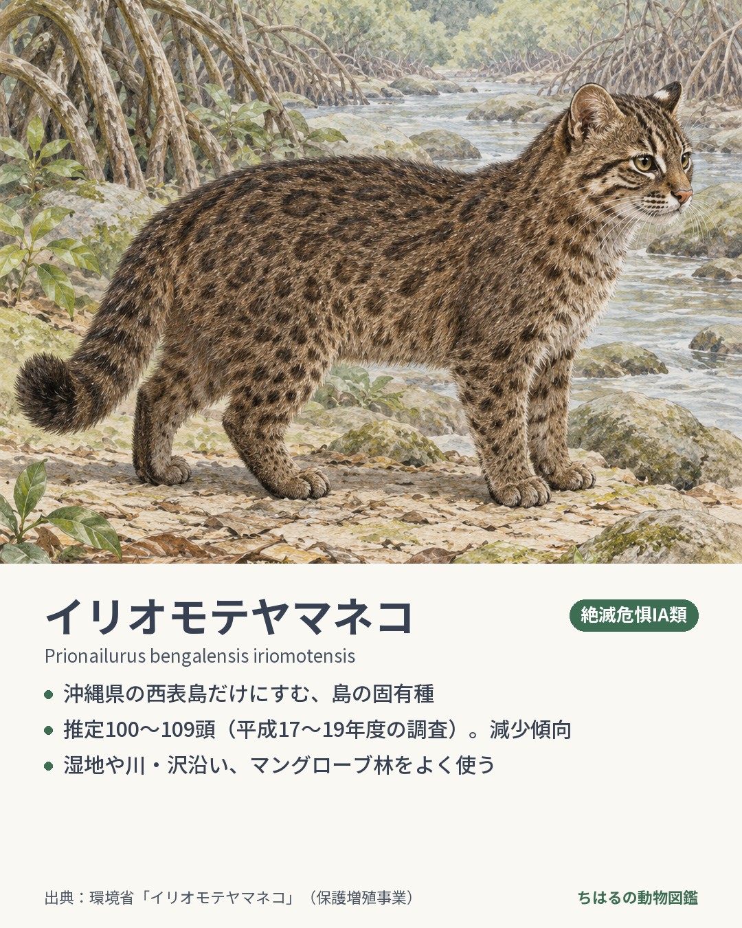 イリオモテヤマネコの図鑑カード