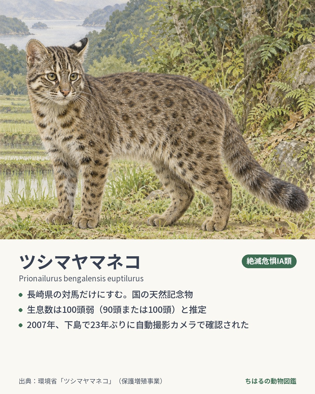 ツシマヤマネコの図鑑カード