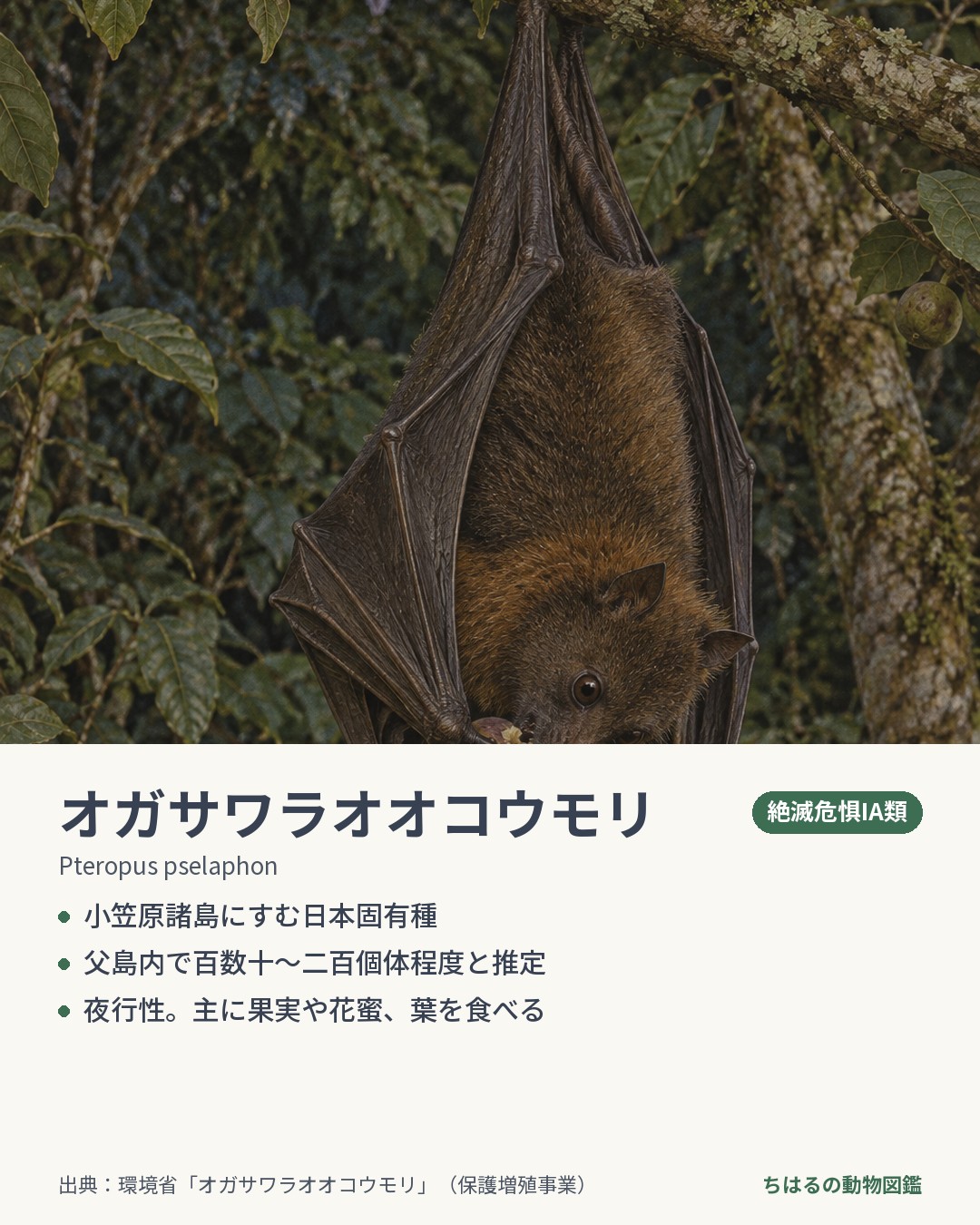 オガサワラオオコウモリの図鑑カード