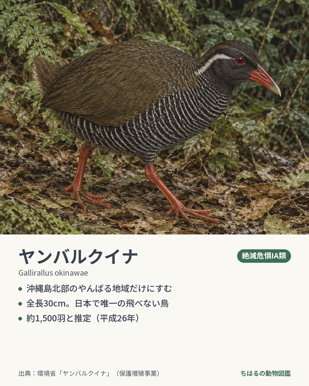 ヤンバルクイナの図鑑カード