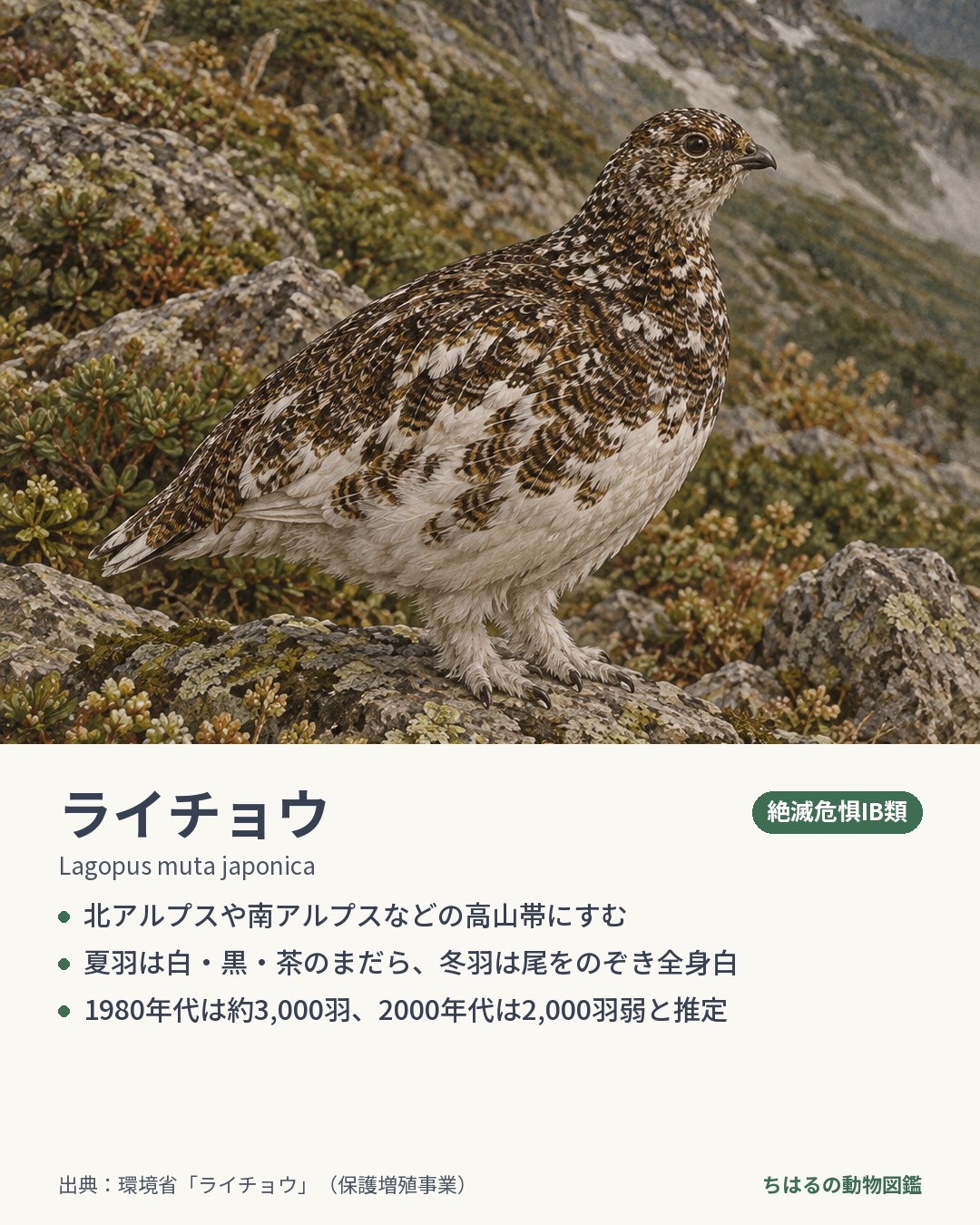 ライチョウの図鑑カード