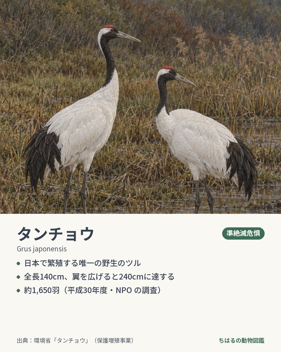 タンチョウの図鑑カード