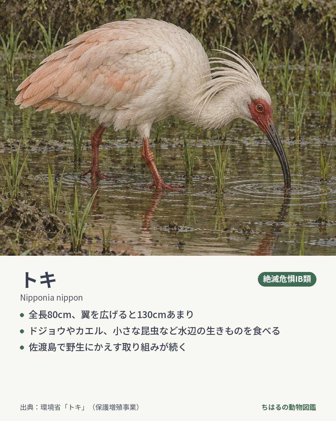 トキの図鑑カード
