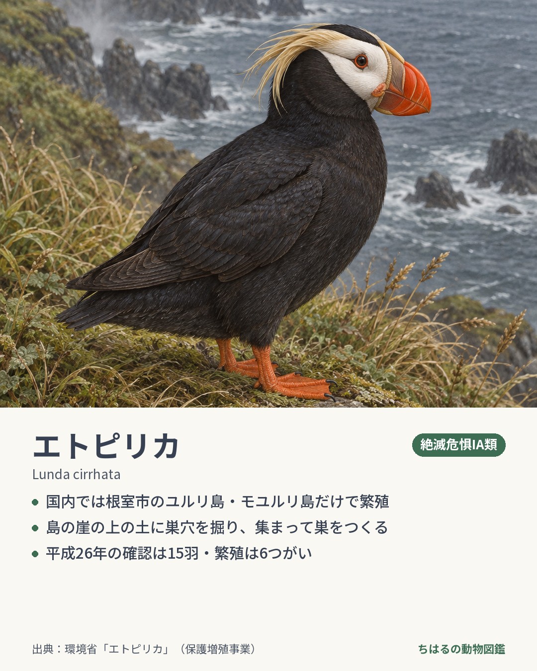 エトピリカの図鑑カード